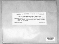 Image of Umbilicaria subglabra